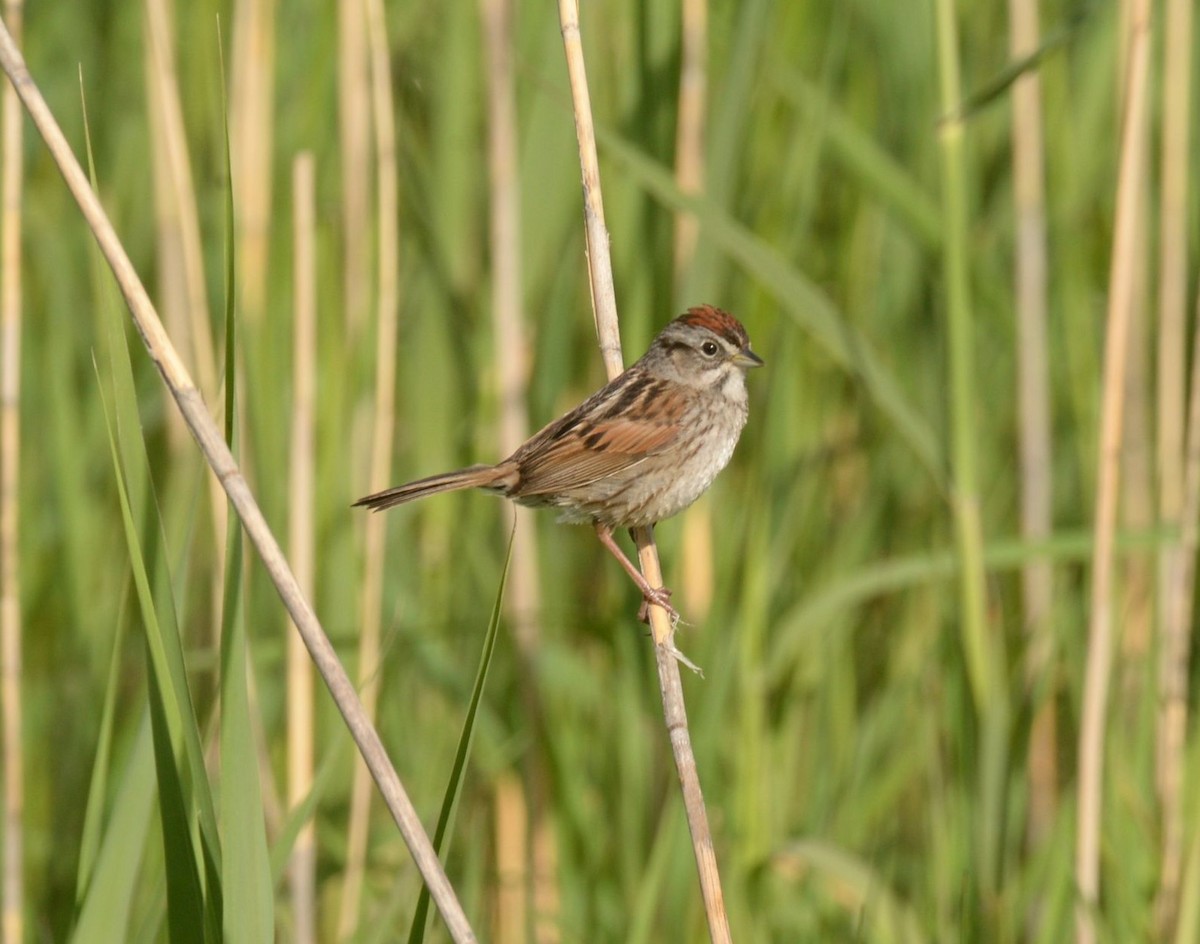 Swamp Sparrow - Daniel DeLapp