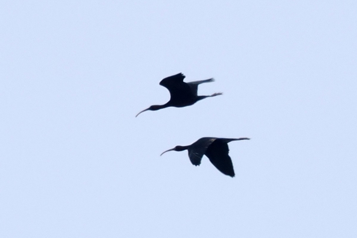 ibis hnědý - ML619444018
