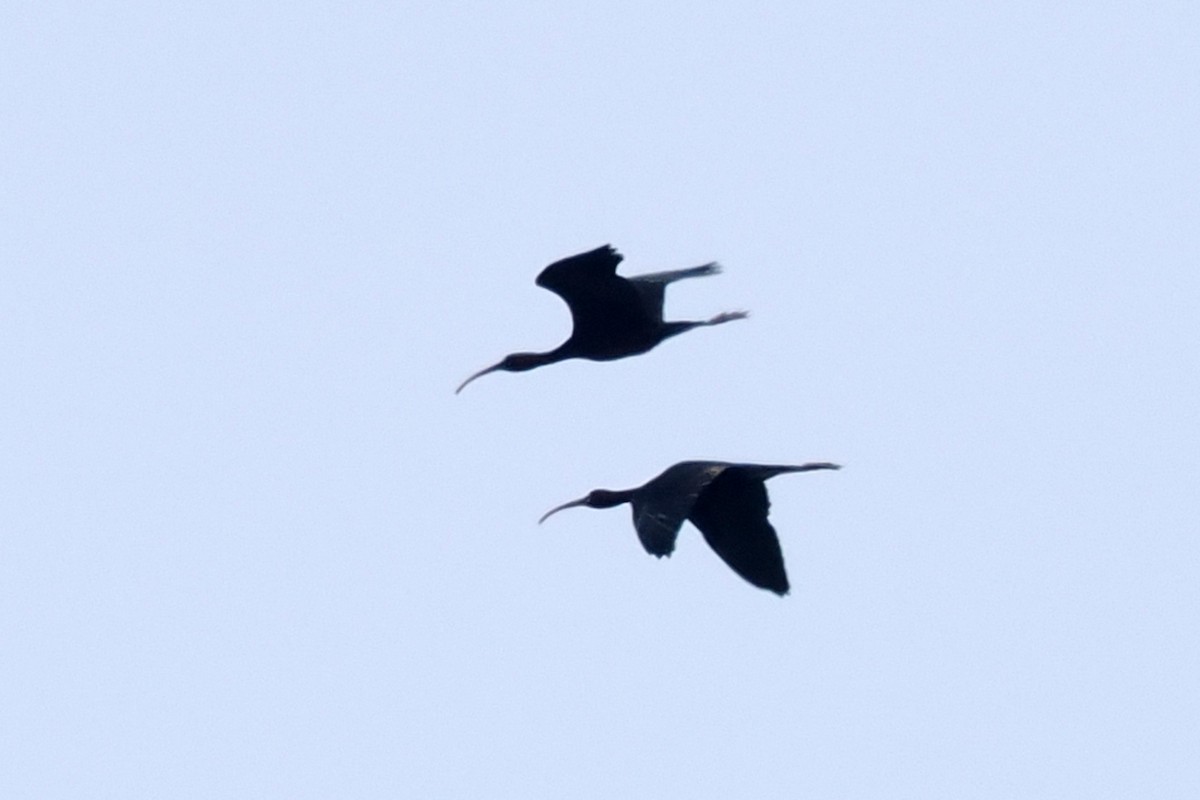 Glossy Ibis - ML619444018