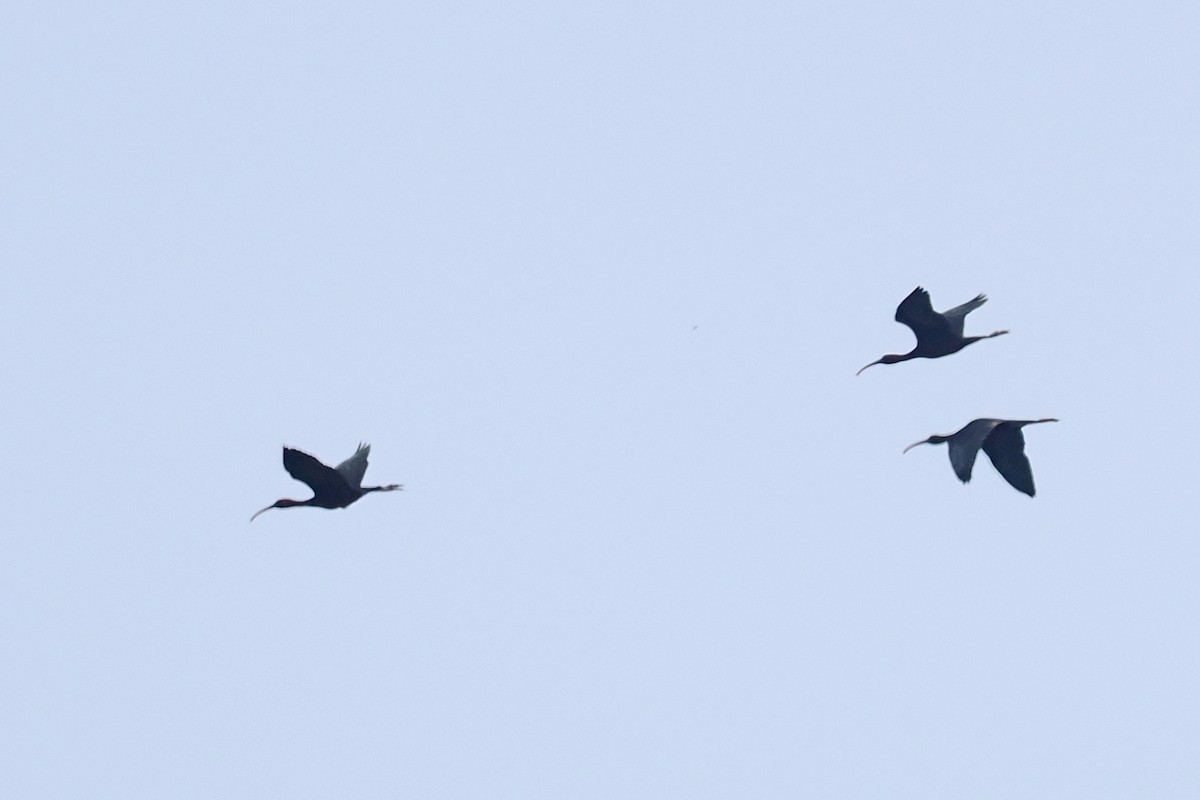 ibis hnědý - ML619444019