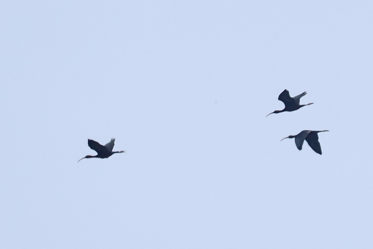 Glossy Ibis - ML619444019