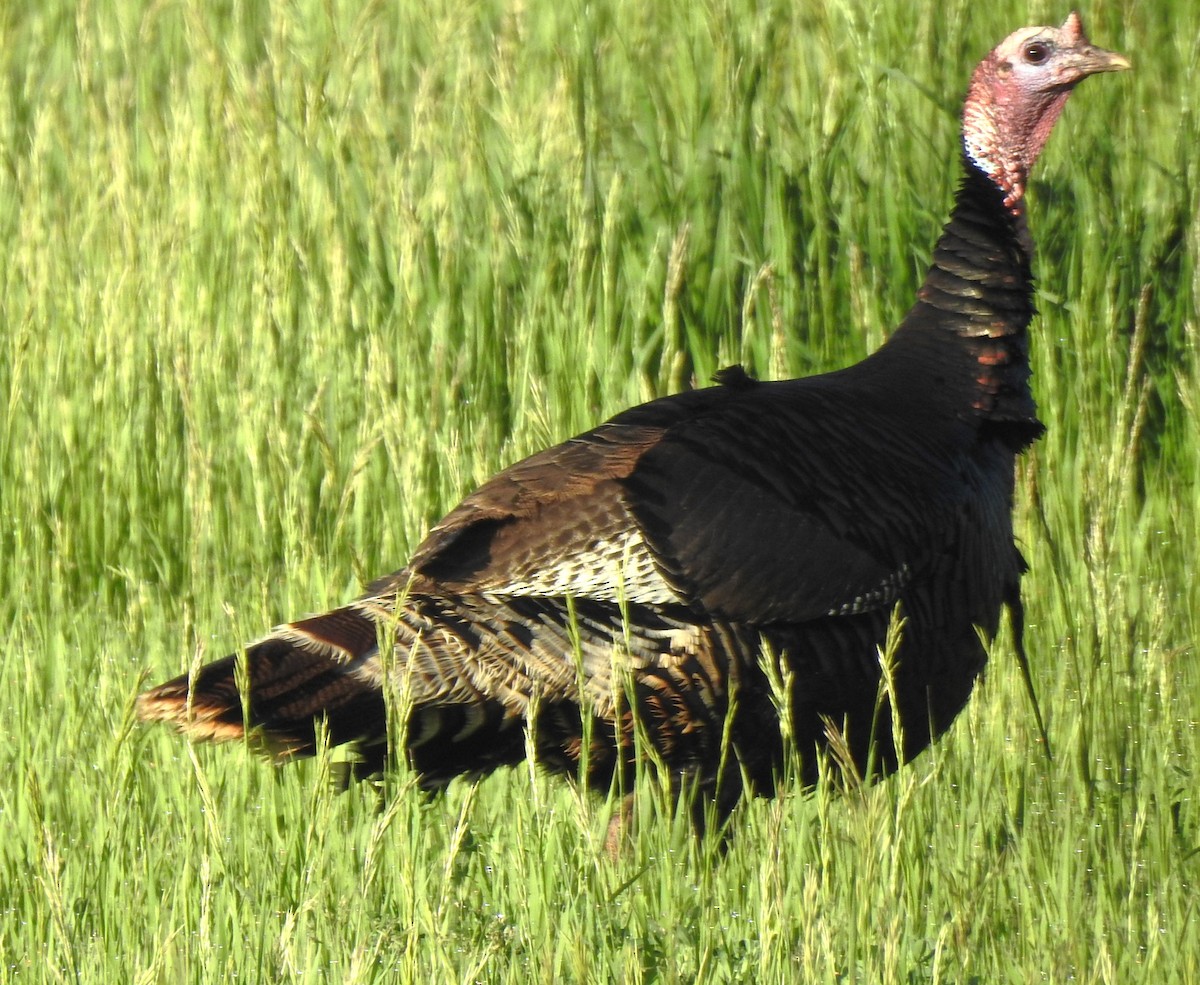 Wild Turkey - ML619444020