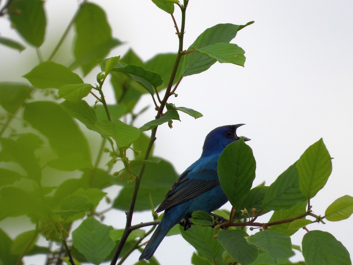 Indigo Bunting - Angela Frohring