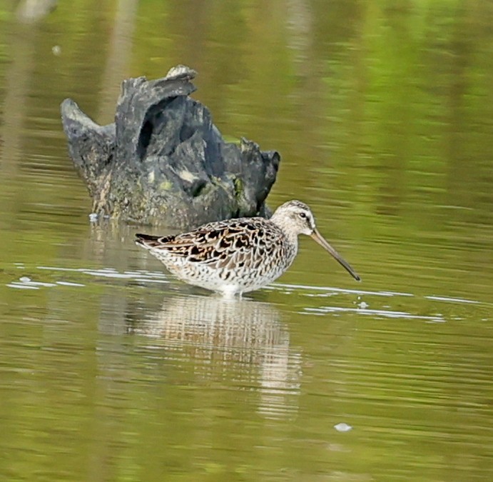 Short-billed Dowitcher - Maciej  Kotlarski