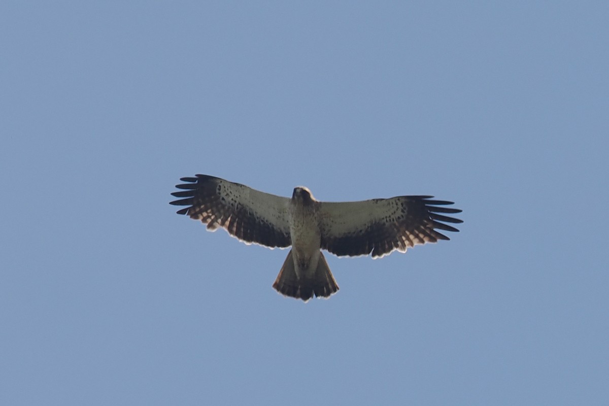 Booted Eagle - Donna Pomeroy