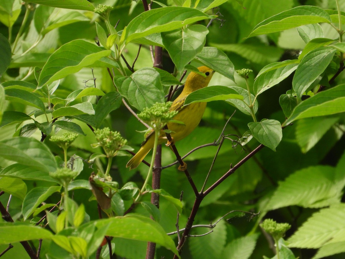 Yellow Warbler - Angela Frohring