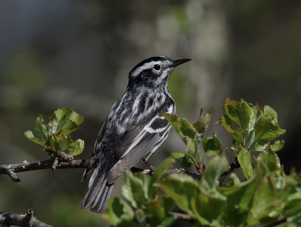 Black-and-white Warbler - Jeff Ogden