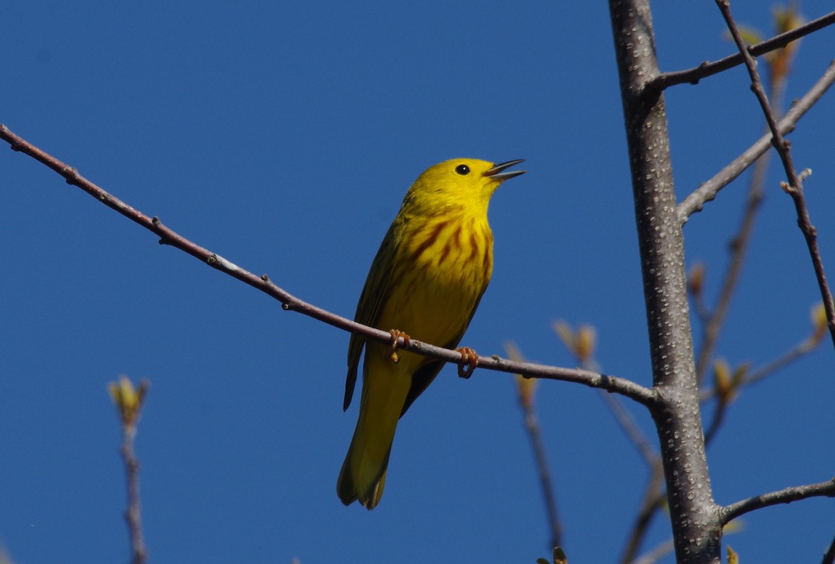 Yellow Warbler - Jeff Ogden