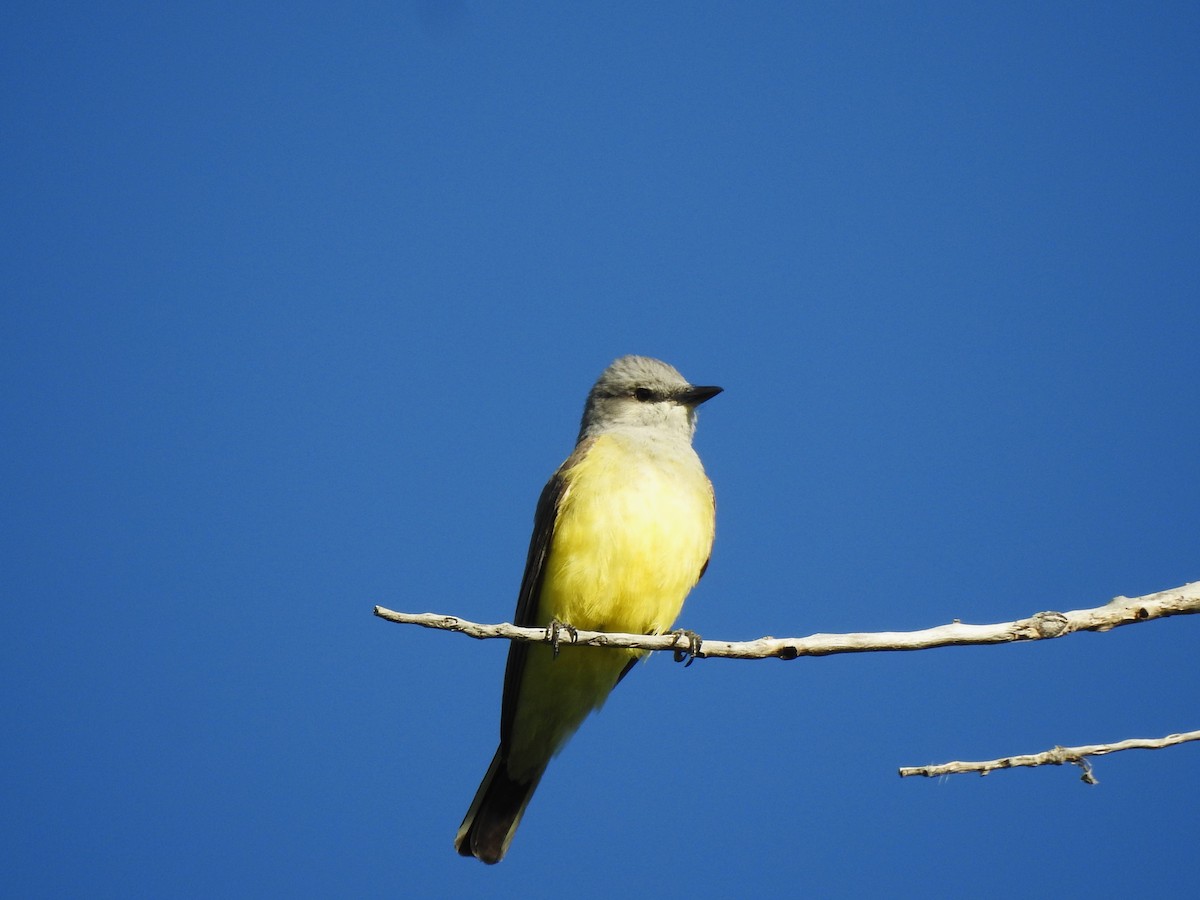 Western Kingbird - ML619444052