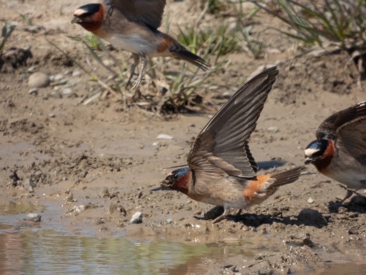 Cliff Swallow - Patrick Kramer