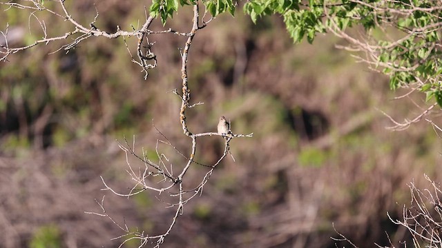 Western Wood-Pewee - ML619444066