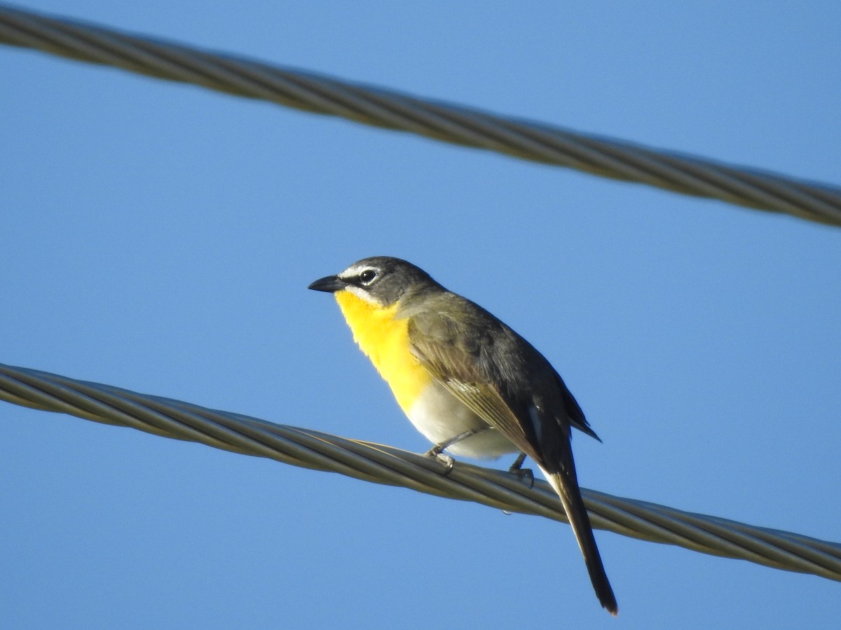 Yellow-breasted Chat - ML619444067