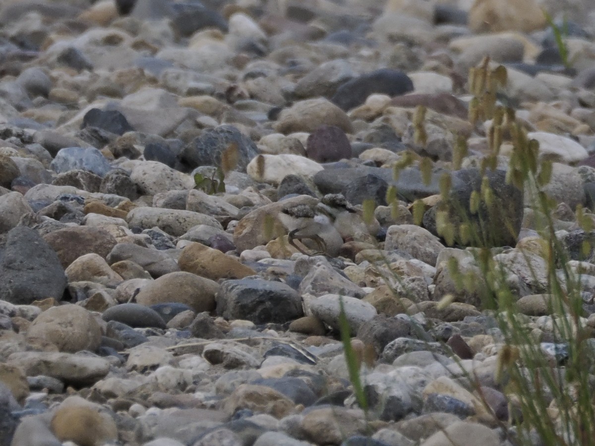 Long-billed Plover - Keishi Tsukamoto