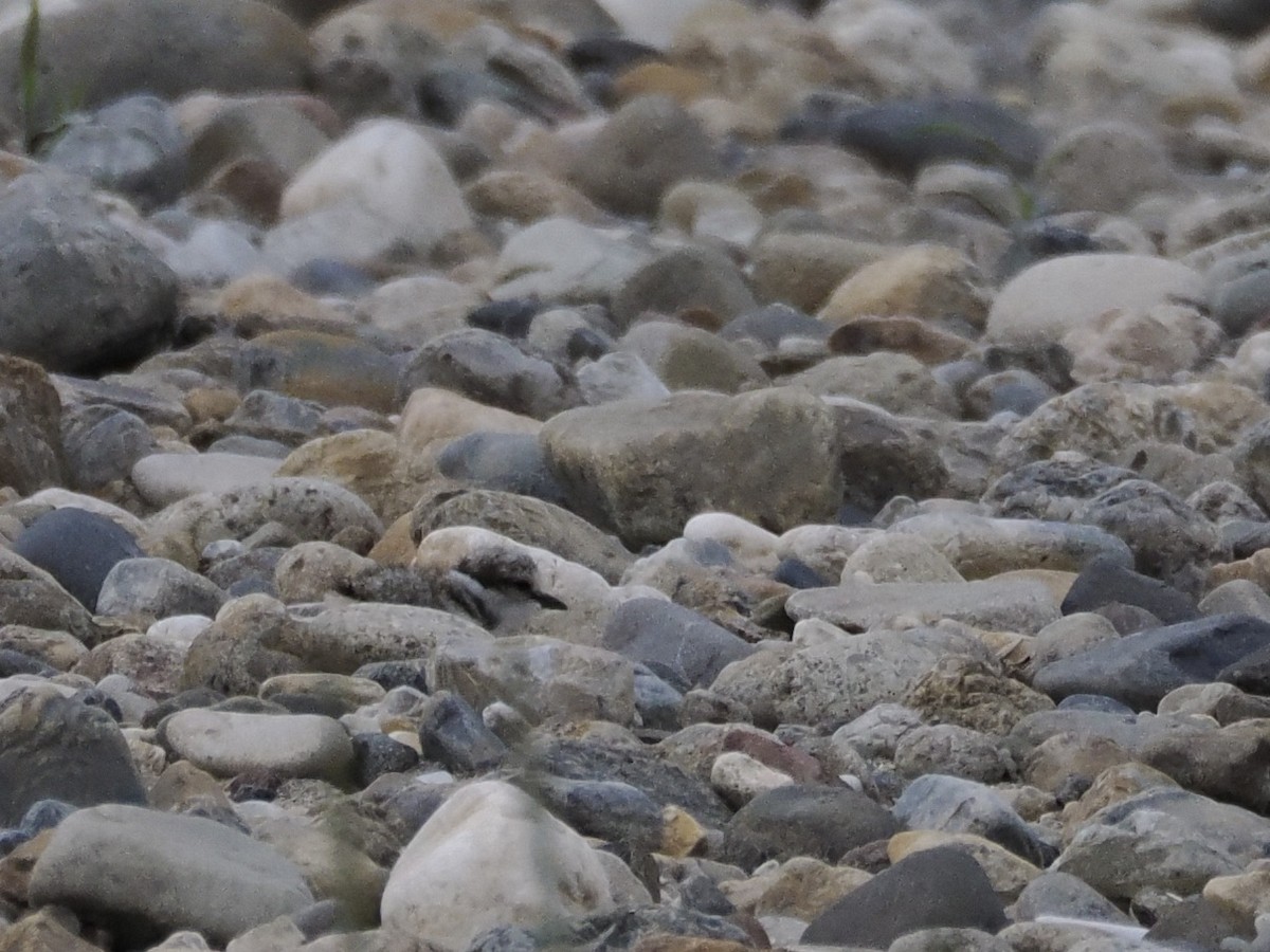 劍鴴 - ML619444069