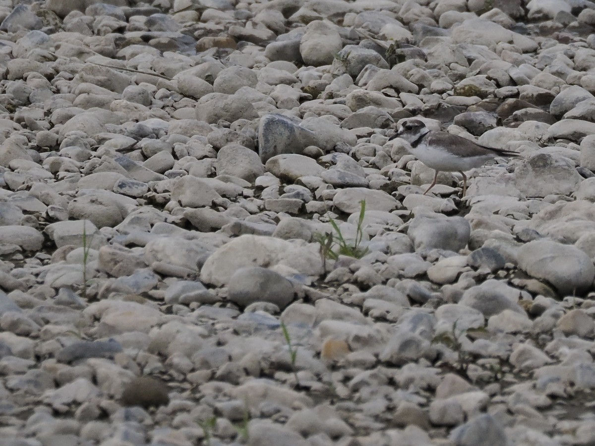 劍鴴 - ML619444070