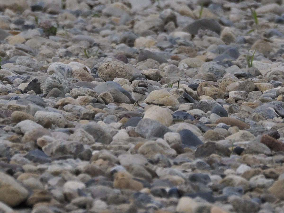 劍鴴 - ML619444071