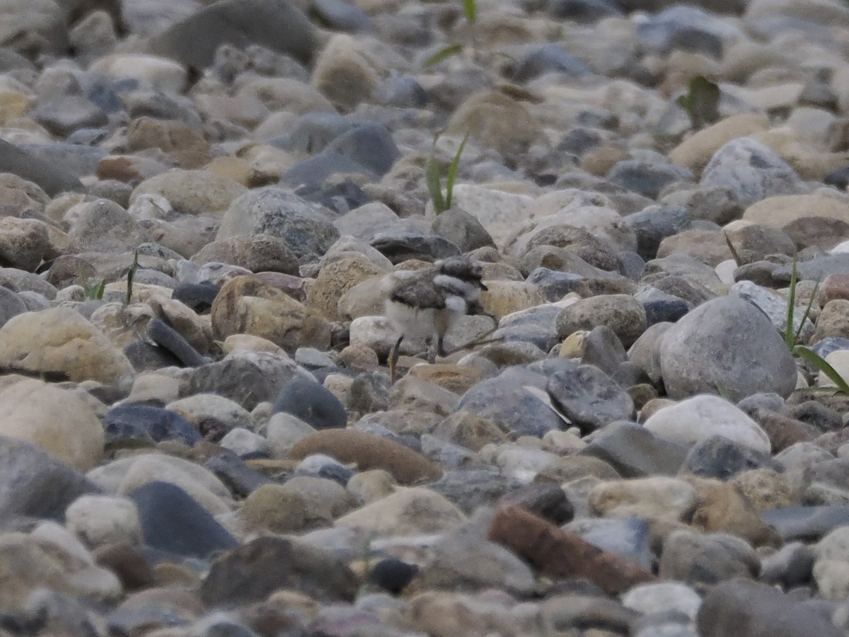 Long-billed Plover - Keishi Tsukamoto