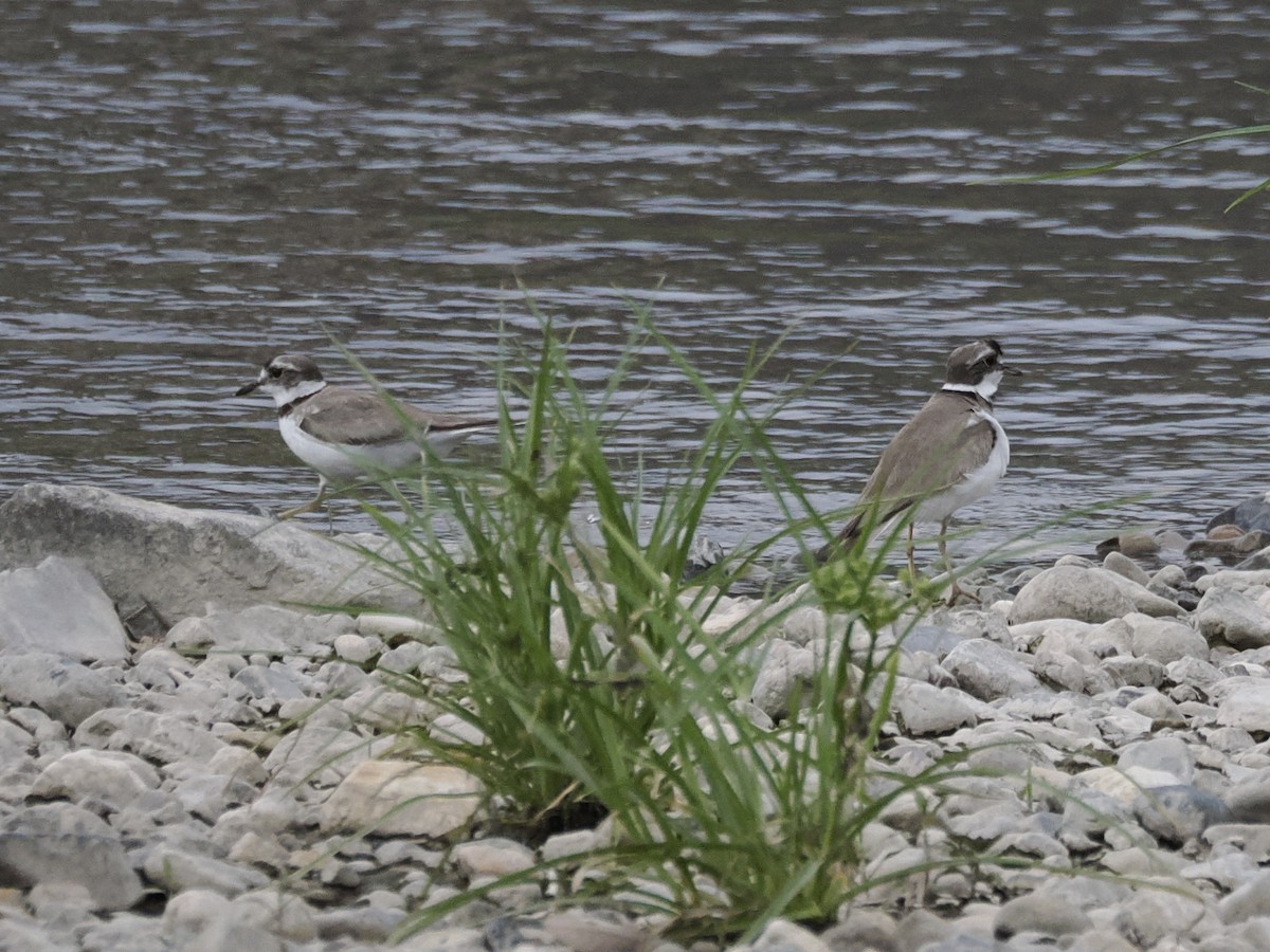 Long-billed Plover - Keishi Tsukamoto