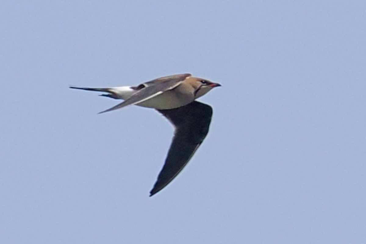 Collared Pratincole - Donna Pomeroy