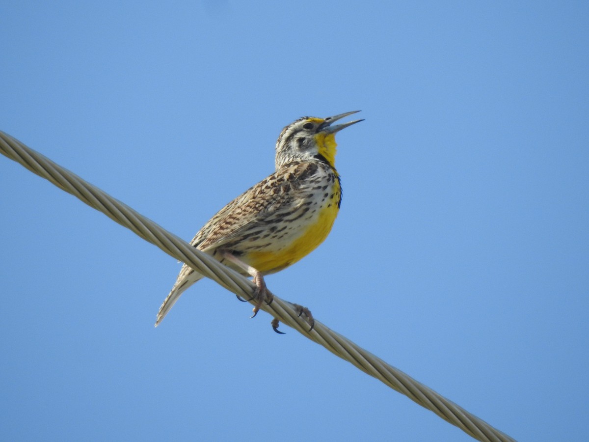 Western Meadowlark - ML619444076