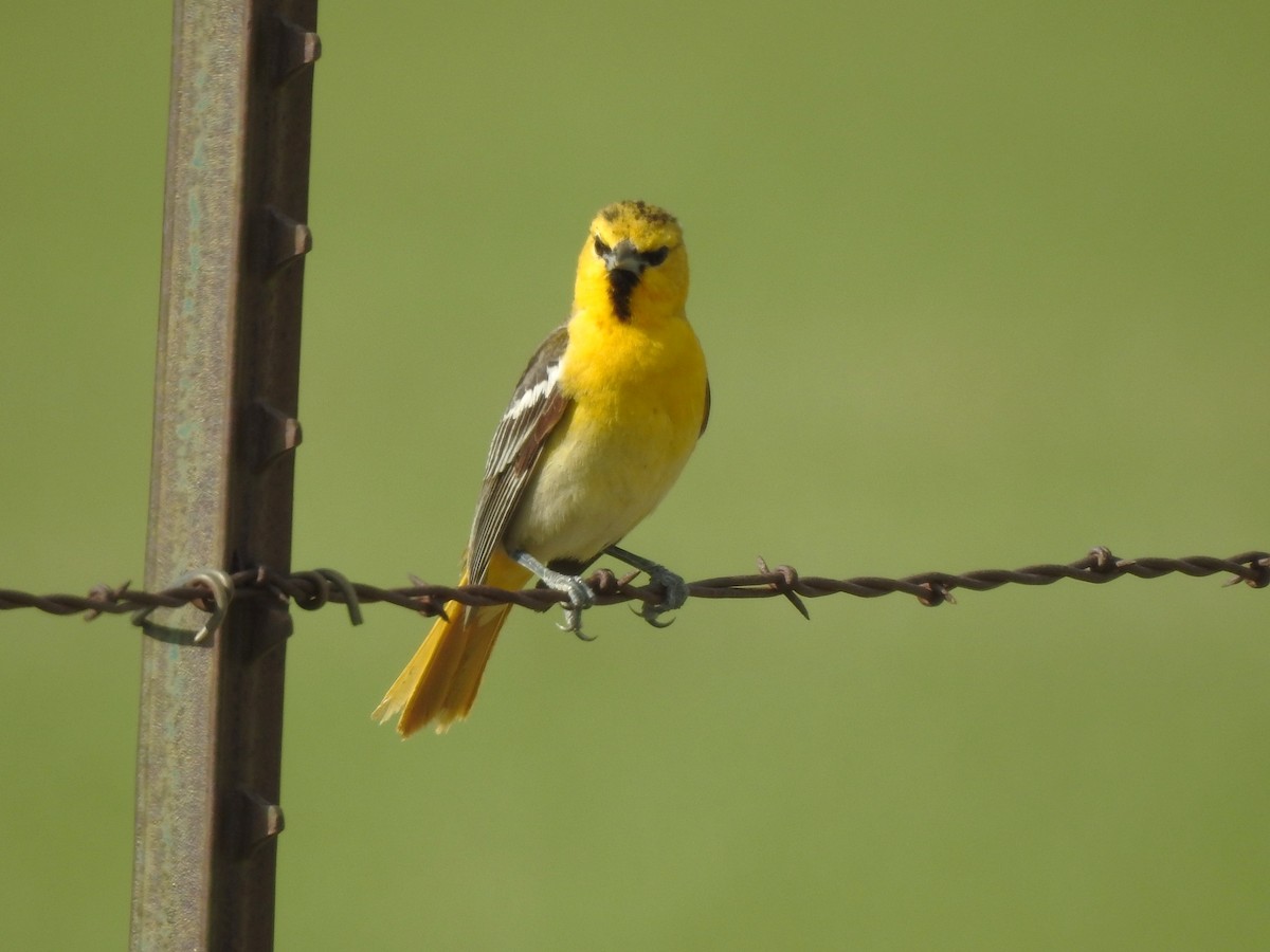 Bullock's Oriole - ML619444077