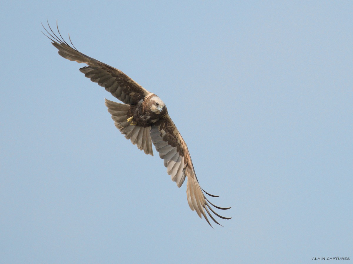 Western Marsh Harrier - Alain Chen