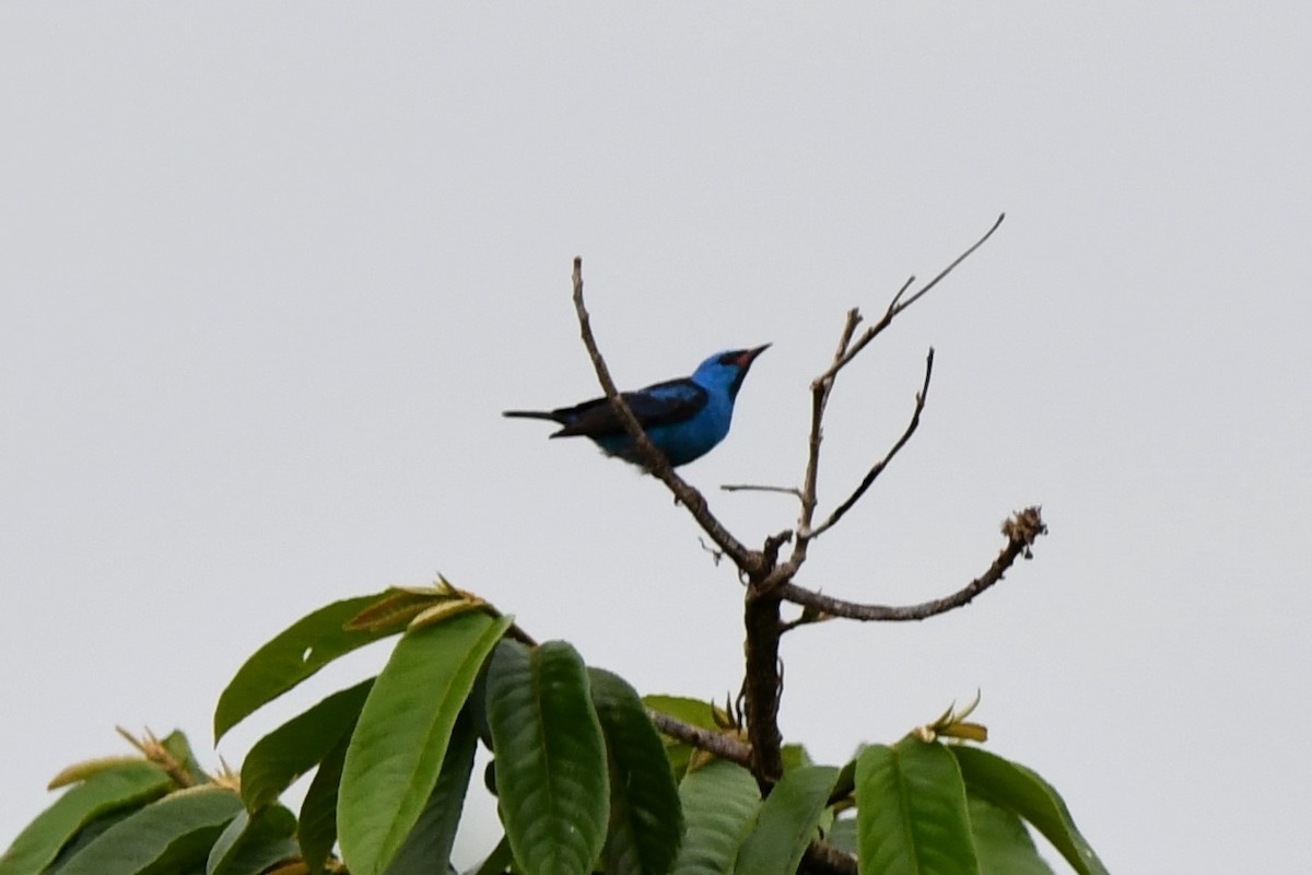 Blue Dacnis - Dan Bormann