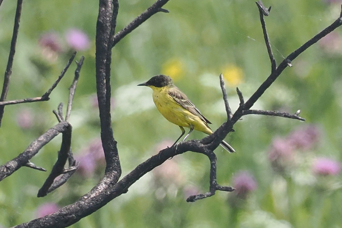 Western Yellow Wagtail - Donna Pomeroy