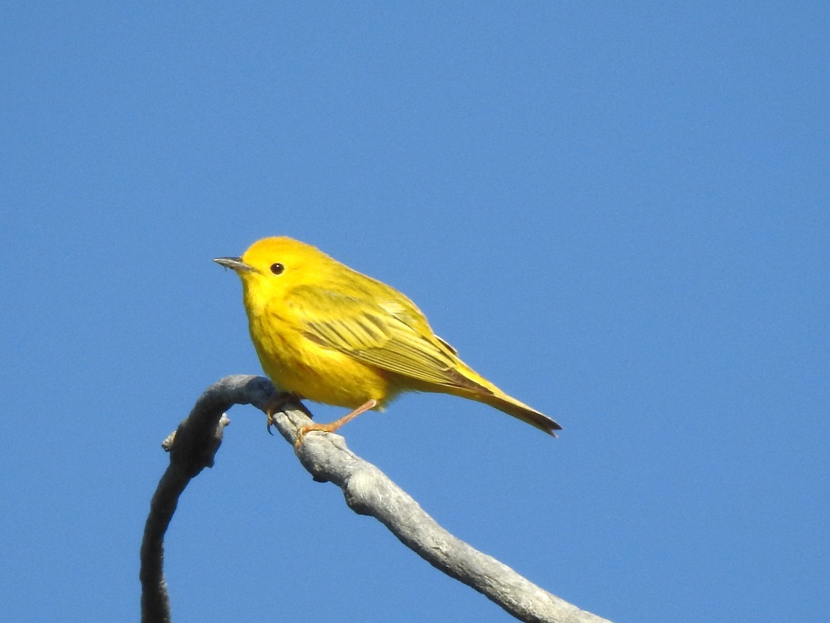 Yellow Warbler - ML619444084