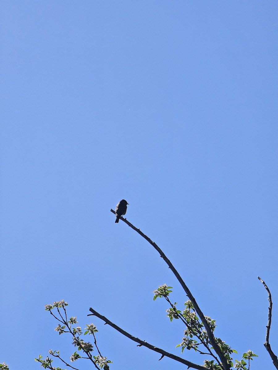 Dusky Flycatcher - ML619444087