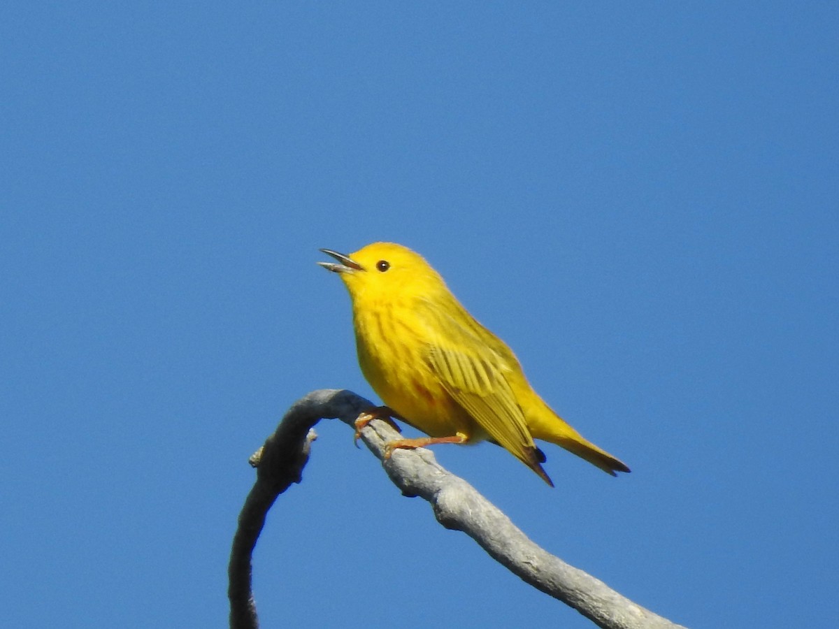 Yellow Warbler - T B