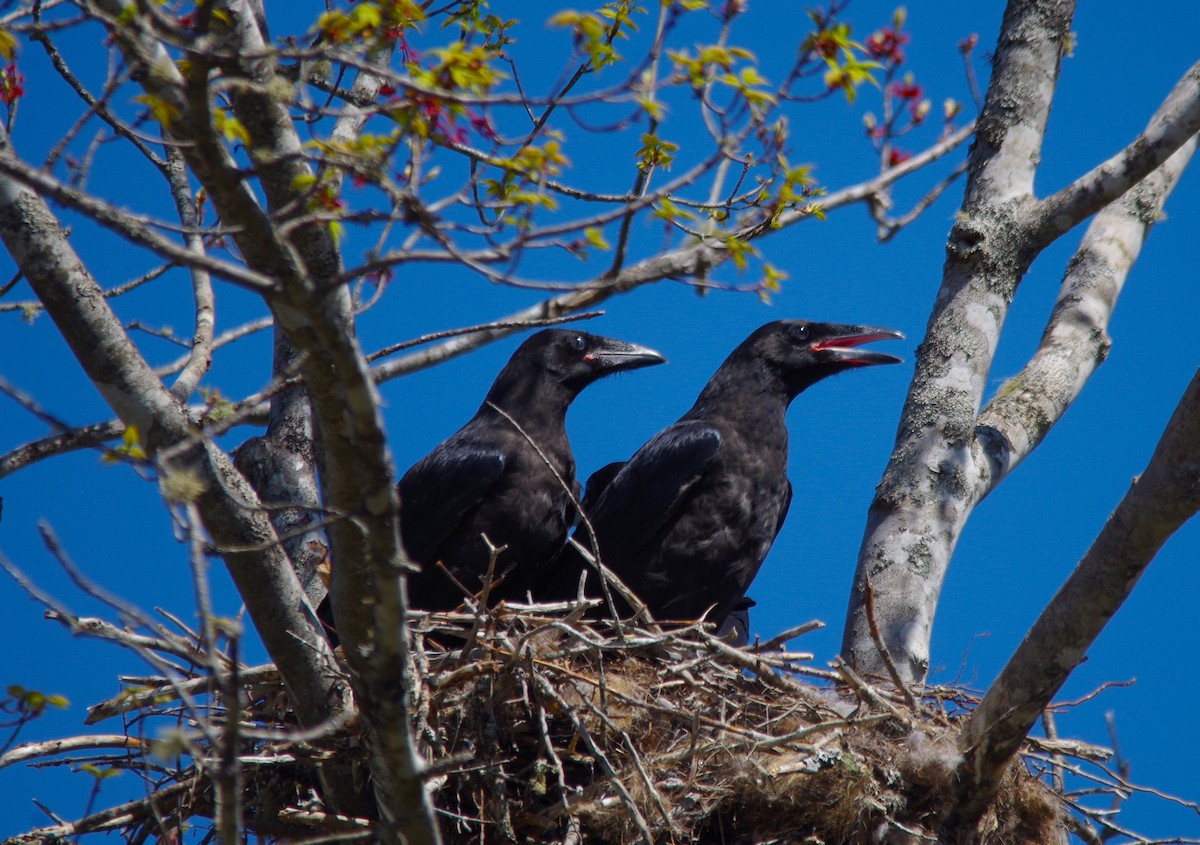 Common Raven - ML619444090