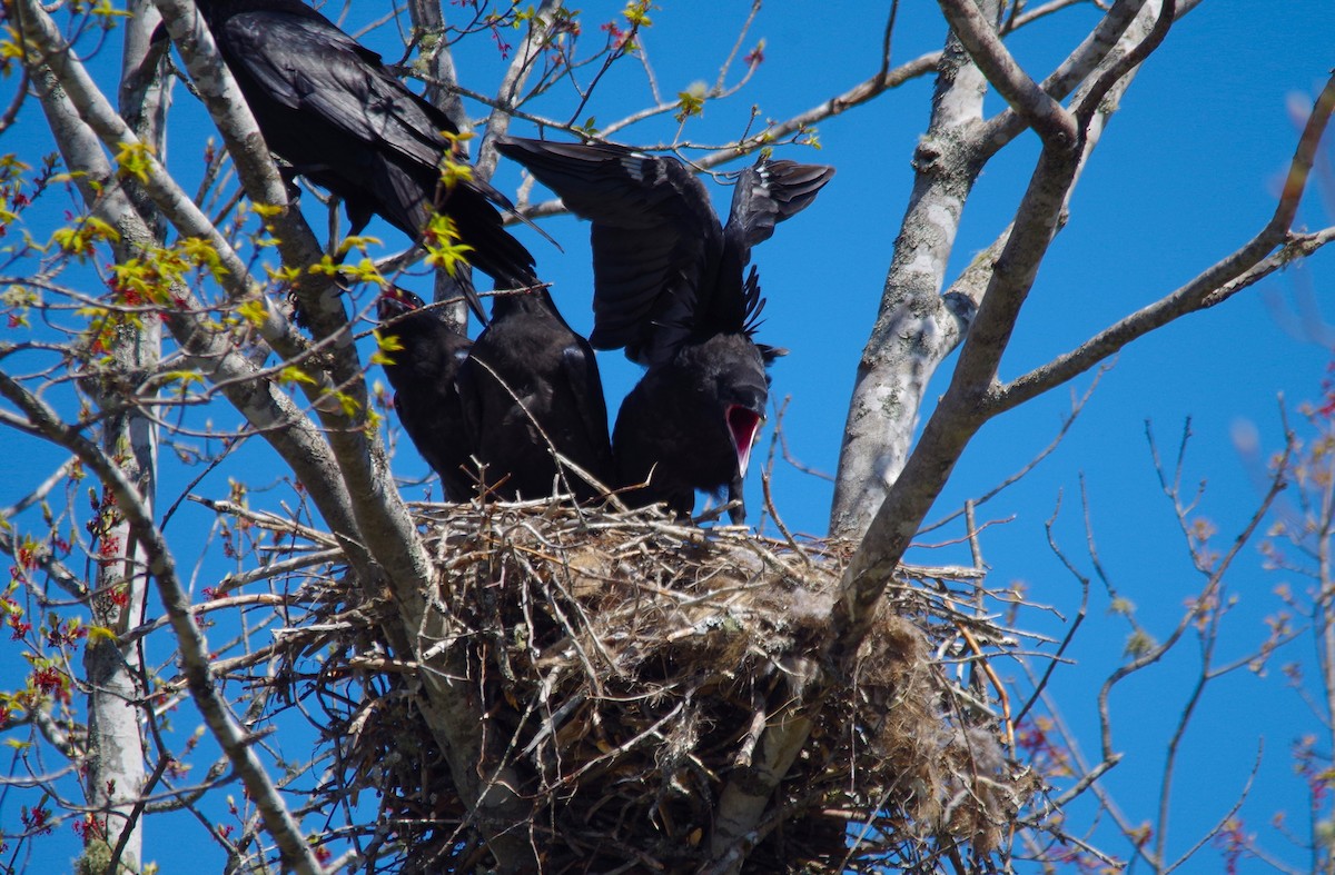 Common Raven - Jeff Ogden