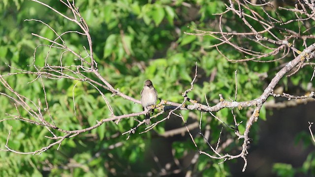 Western Wood-Pewee - ML619444092