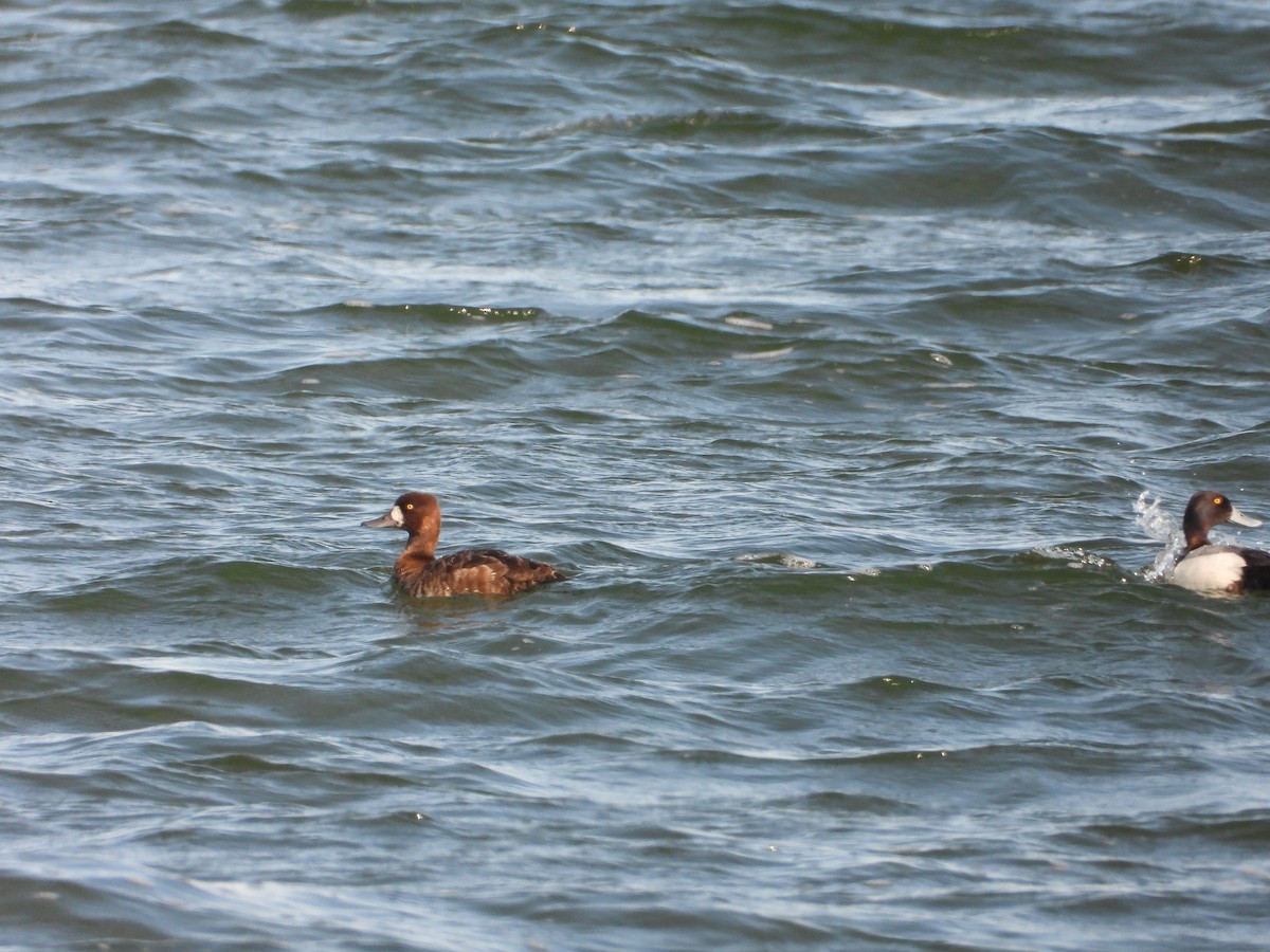 Greater Scaup - James Telford