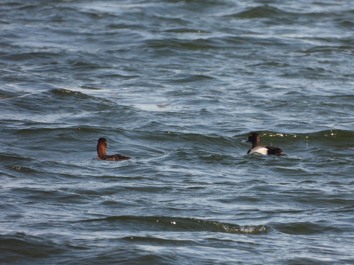 Greater Scaup - James Telford