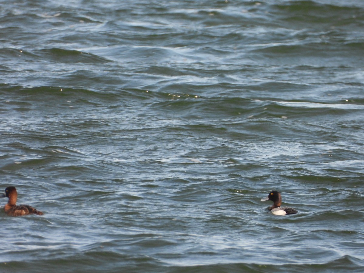 Greater Scaup - James Telford