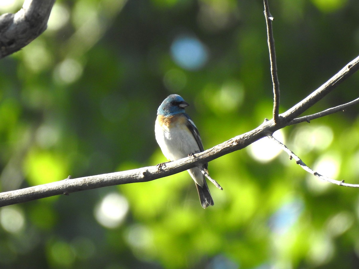 Lazuli Bunting - ML619444122