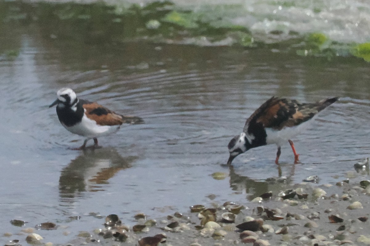 Ruddy Turnstone - Donna Pomeroy