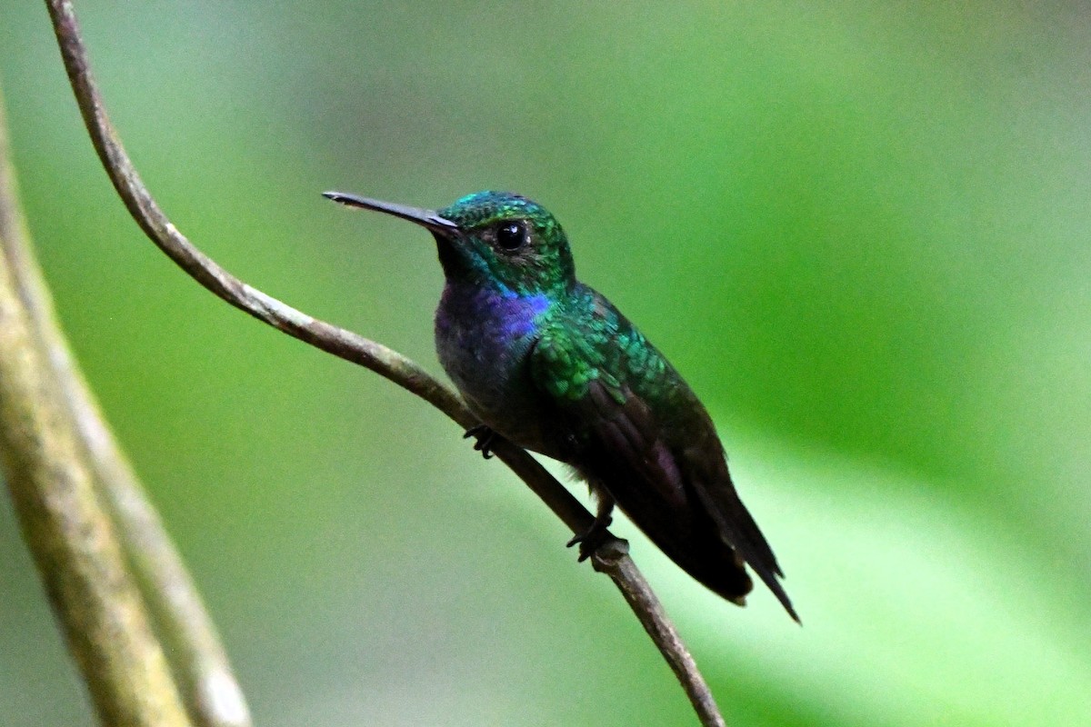 Blue-chested Hummingbird - Dan Bormann