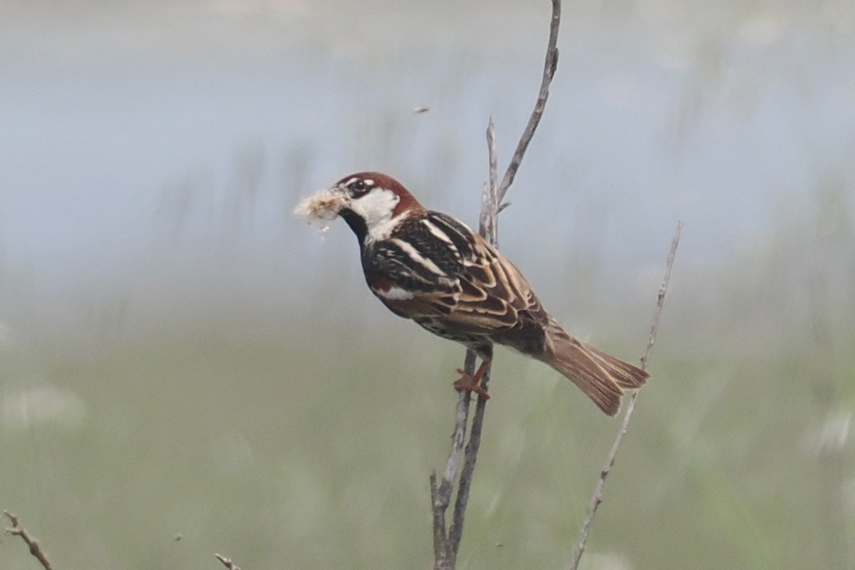 Spanish Sparrow - Donna Pomeroy