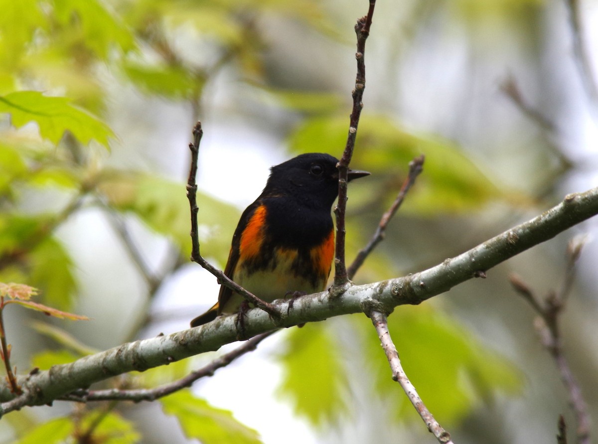 American Redstart - Jeff Ogden