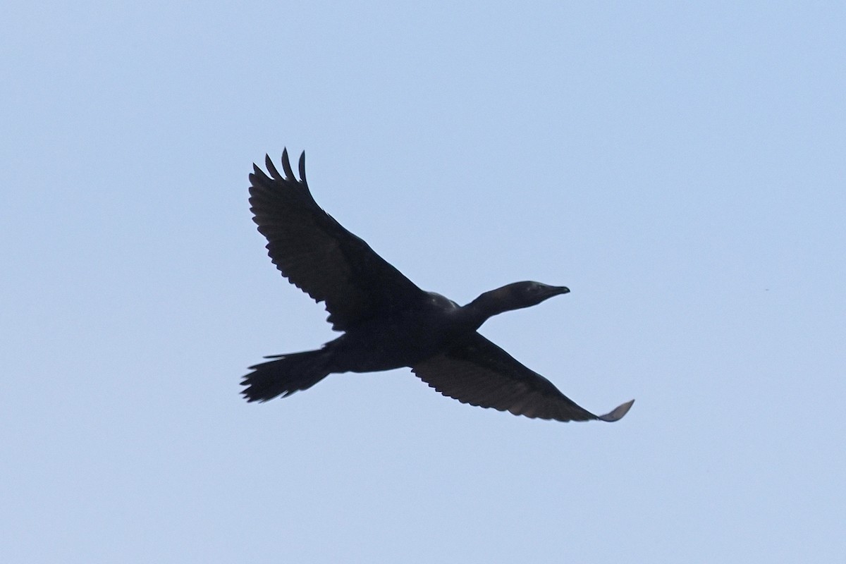 Pygmy Cormorant - Donna Pomeroy