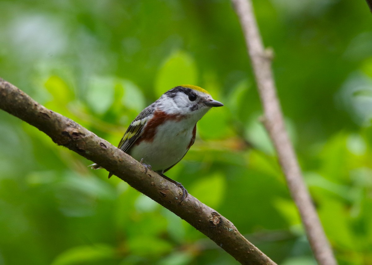 Chestnut-sided Warbler - Jeff Ogden