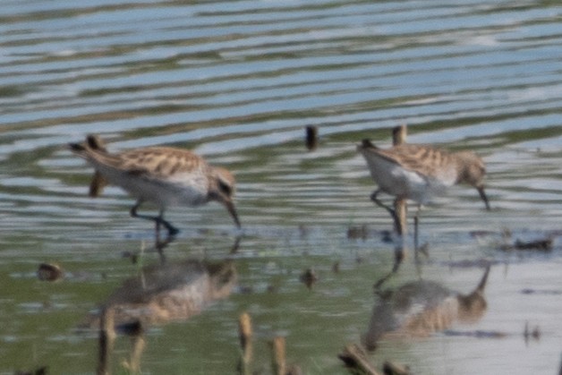 White-rumped Sandpiper - ML619444144