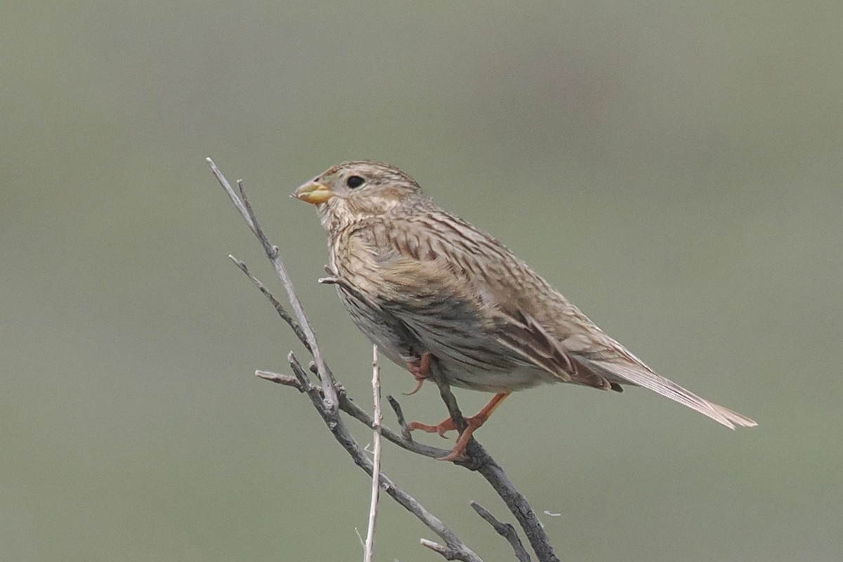 Corn Bunting - Donna Pomeroy