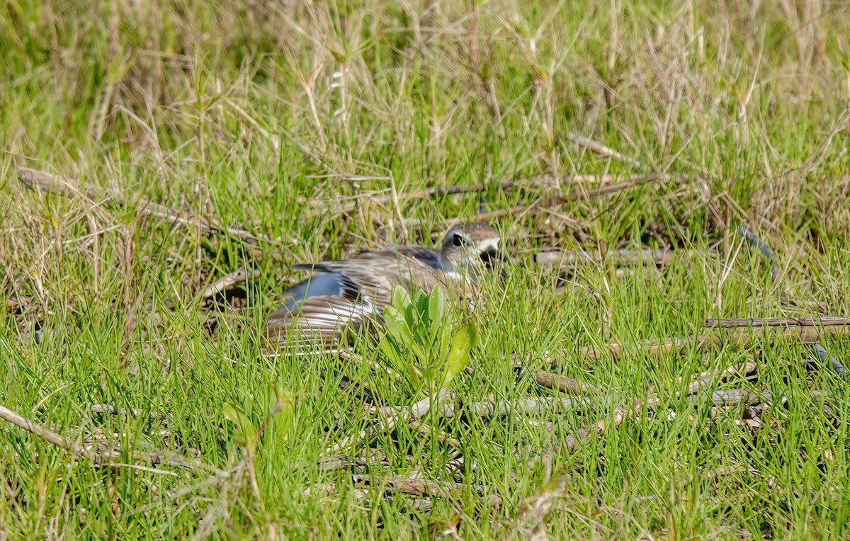 Wilson's Plover - Pam Vercellone-Smith