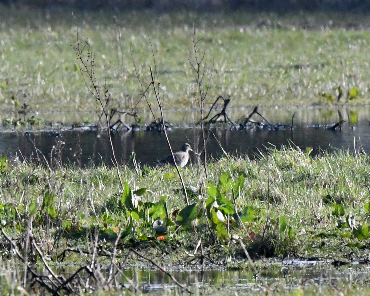 Common Redshank - A Emmerson