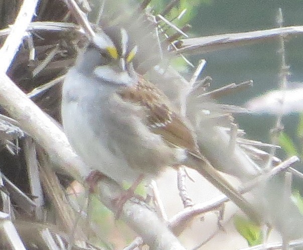 White-throated Sparrow - Dwight Porter