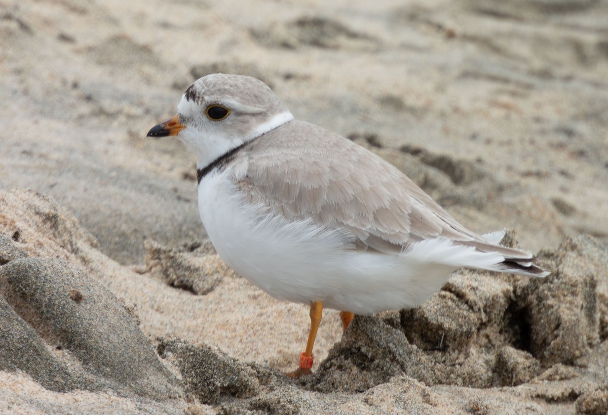 Piping Plover - Julie D'Annunzio